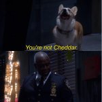 You're not Cheddar.