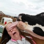 Kissing Cow