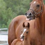 Horses Tongue Out