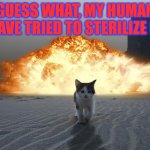 Mighty cat | GUESS WHAT, MY HUMAN SLAVE TRIED TO STERILIZE ME | image tagged in cat explosion | made w/ Imgflip meme maker
