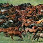 mustangs meme