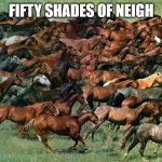 horseys | FIFTY SHADES OF NEIGH | image tagged in mustangs | made w/ Imgflip meme maker