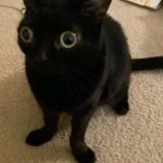 big eye cat | image tagged in big eye cat | made w/ Imgflip meme maker