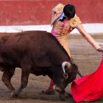 Bull fighter