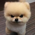 Fluffy angry dog