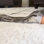Snake With Egg GIF Template