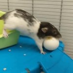 Rat Egg GIF Template