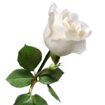 Rosa blanca