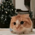 Cute Cat Gif GIF Template