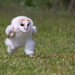 Baby Owl Running