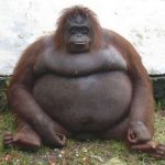 fat urang utan