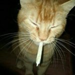 cat smoker