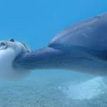 Puffer fish being poked by a dolphin meme