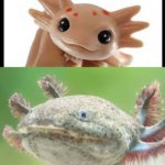 Cute axolotl Ugly axolotl