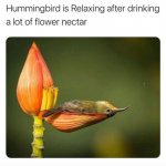 Hummingbirb template
