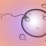 Fertilization