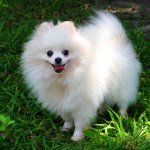 Pomeranian Dog