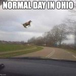 ckeck the tags | NORMAL DAY IN OHIO | image tagged in mwahahaha,you have been eternally cursed for reading the tags | made w/ Imgflip meme maker