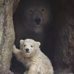 mom bear | FEEL SAFE KID; YOU HAVE A GREAT BACK UP | image tagged in mom bear | made w/ Imgflip meme maker