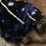 Cat stuck in a blanket meme template