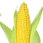 CornHub.com