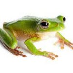 Frog meme