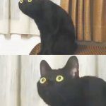 Oh no cat (upscaled, blank) template
