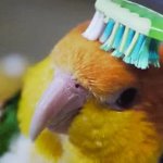 Toothbrush parrot GIF Template