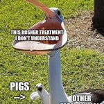 why every religon gotta hate pork? | THIS KOSHER TREATMENT I DON'T UNDERSTAND; PIGS -->; OTHER FARM ANIMALS | image tagged in pelican,religion | made w/ Imgflip meme maker