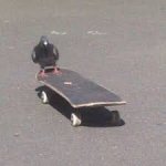 pigeon on a skateboard meme