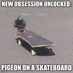 LOOK AT HIM AHHHHH IDK WHY BUT I LOVE HIMMM- | NEW OBSESSION UNLOCKED:; PIGEON ON A SKATEBOARD | image tagged in pigeon on a skateboard,am obsessed | made w/ Imgflip meme maker