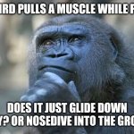 This must happen right? Am I the only one thinking of this???? | IF A BIRD PULLS A MUSCLE WHILE FLYING; DOES IT JUST GLIDE DOWN SAFELY? OR NOSEDIVE INTO THE GROUND? | image tagged in that is the question,birds,muscle,crash,flying,interesting | made w/ Imgflip meme maker