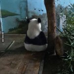 Antisocial Panda | HE IS ANGRY AT THIS MOMENT; AND YET HE IS LOVEABLE | image tagged in antisocial panda | made w/ Imgflip meme maker
