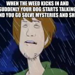 shaggy meme | WHEN THE WEED KICKS IN AND SUDDENLY YOUR DOG STARTS TALKING AND YOU GO SOLVE MYSTERIES AND SHIT | image tagged in shaggy rain,shaggy this isnt weed fred scooby doo | made w/ Imgflip meme maker