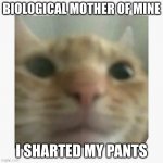oops | BIOLOGICAL MOTHER OF MINE; I SHARTED MY PANTS | image tagged in ugly cat | made w/ Imgflip meme maker