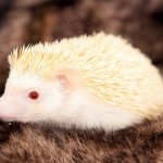 albino hedgehog cult template