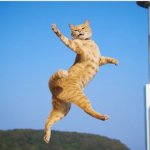 FLYING CAT