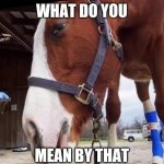 What do you mean by that horse
