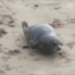 seal | image tagged in gifs,bouncing seal | made w/ Imgflip video-to-gif maker