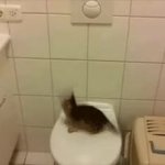 Cat on toilet meme
