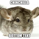 Chinchilla | CHINCHILLA; BOTTOM TEXT | image tagged in netflix and chinchilla | made w/ Imgflip meme maker
