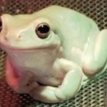 Polite frog meme