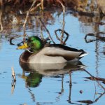 Mallard drake