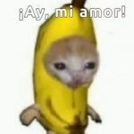 Poco loco cat