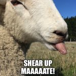 Sheep shear up! | SHEAR UP MAAAAATE! | image tagged in dee w | made w/ Imgflip meme maker