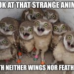 Excited Owls | LOOK AT THAT STRANGE ANIMAL; WITH NEITHER WINGS NOR FEATHERS | image tagged in excited owls | made w/ Imgflip meme maker