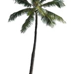 Coconut Palm (PNG)