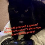 Gamer cat