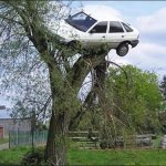 car on tree