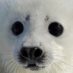 Harp Seal template